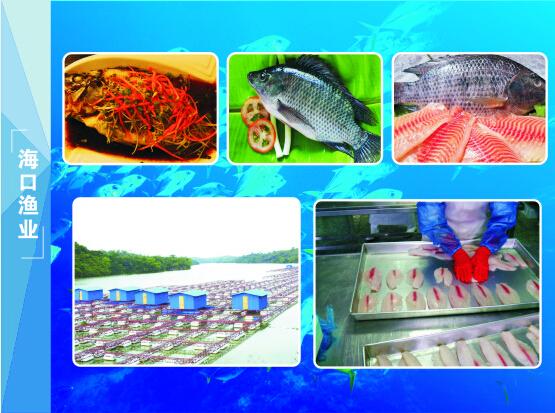 蓝海牧歌 海口海洋渔业转型下的观赏鱼产业新航路