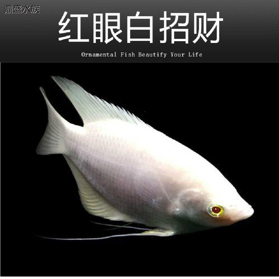 招财鱼战船 红眼古战船，好养耐活的四季发财鱼