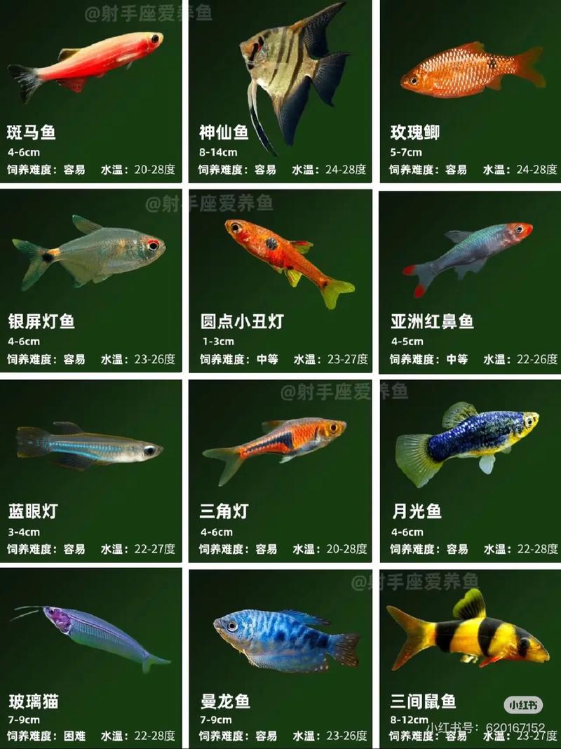 观赏鱼完全图鉴 每一缸水，都是一座会呼吸的艺术馆
