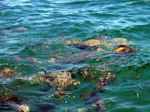 上海地区观赏鱼、虾及浮游生物鉴定与损失评估操作指引（节选·观赏鱼篇）