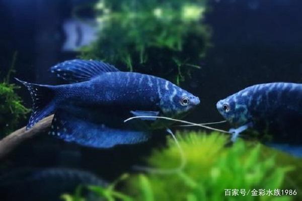 无需加氧泵，轻松养活的观赏鱼推荐